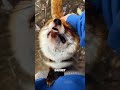 Как лиса стала лучшим другом девушки 😳