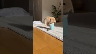 STOP EVERYTHING! This Tiny Floof Just Won the Internet! 🐰💨✨