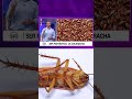 Ser Fantástico: La Cucaracha