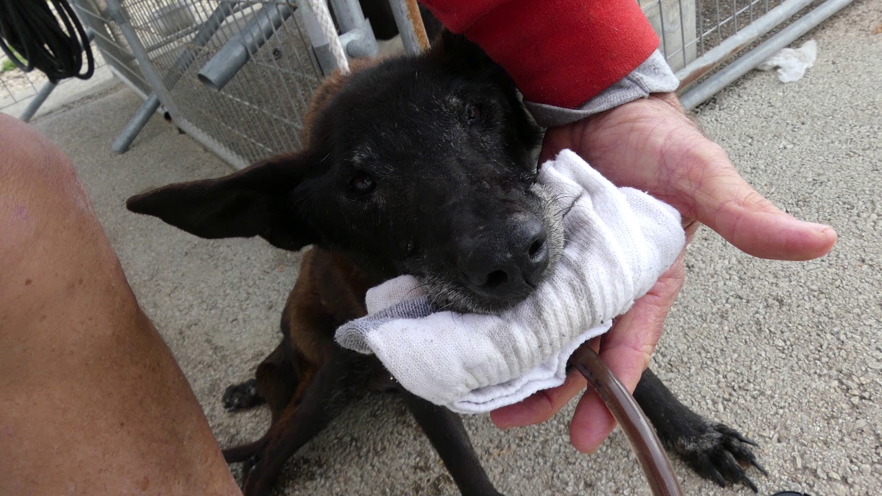 DOG BLOAT EMERGENCY . STOMACH PUMP . YOU CAN DO THIS..!! YouTube