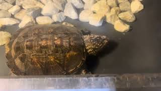 SWIM SHADY The Florida Snapper Turtle ?