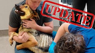 Here's what happened to Macy the Skinny German Shepherd | Pupdates