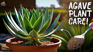 anthurium night fox Anthurium Wuhoo's First Night – Safa Plant Co main image 1