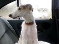 Borzoi puppy talking a lot about how cute he is. の動画、YouTube動画。