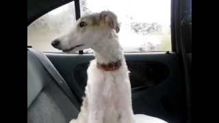 Borzoi puppy talking a lot about how cute he is.