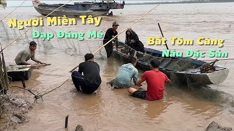 Người Miền Tây đạp đăng mé bắt Tôm Càng Xanh đã tay về nấu đặc sản miệt vườn ăn quá đã | Cldv #655