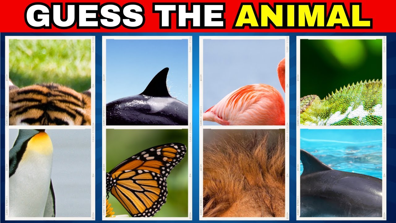 Guess the animal through close-up images 🐾 | Quiz - YouTube