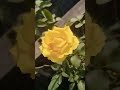 Om 🕉️ Beautiful Yellow Flowers🪷💛#roses #beautiful #flowers #shortsfeed #ytshorts #subscribe #shorts