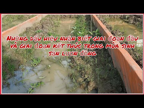 Video: Cherry: Sinh Sản Vào Tháng 6