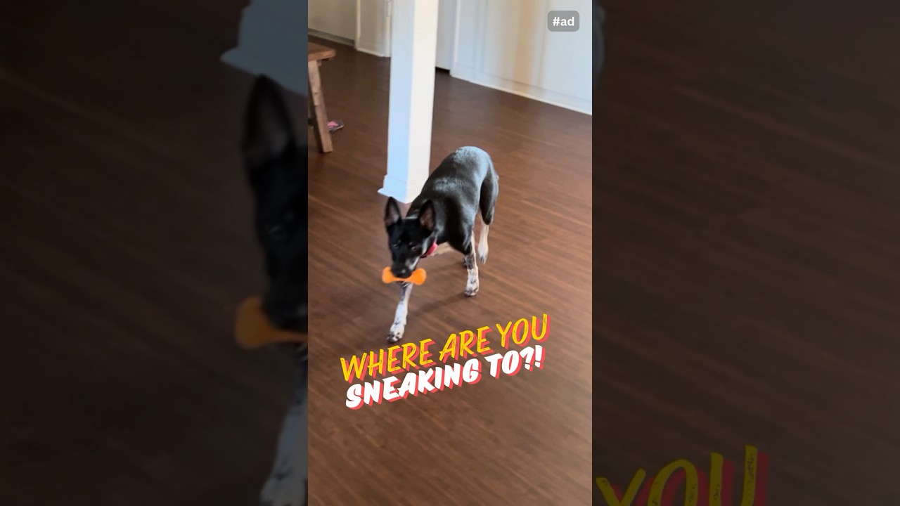 Our pup loves halloween themed dog toys by PLAYOLOGY~ 