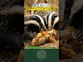 世界チャンピオンの動物