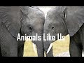 Big Picture Science: Animals Like Us - 24 June 2019