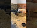 When you’re SO tired but you’ve never laid down before 🥹#Minihorse #babyminihorse
