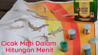 OBAT PEMBASMI CICAK PALING AMPUH