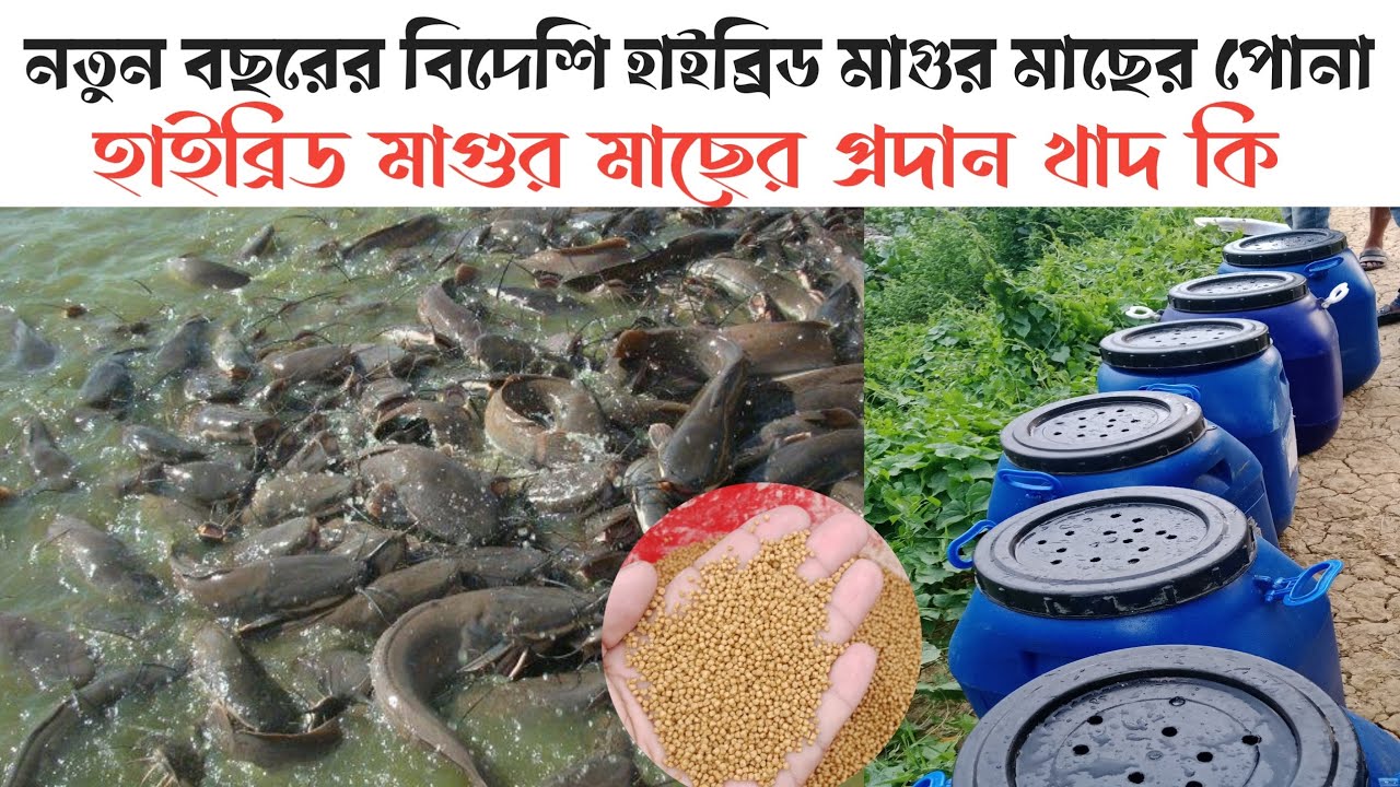 নতুন বছরের অরিজিনাল হাইব্রিড মাগুর মাছের পোনা। হাইব্রিড মাগুর মাছের প্রদান  খাদ্য কি। Hybrid magur।
