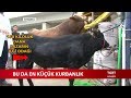 İşte En Küçük Kurbanlık