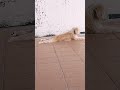 she love the sunlight in the morning #mydog #doglover #dogbreeds #shorts #shihtzu #viral