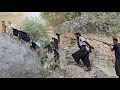 "Crisis in Nomadic Life: Lone Thief Attack &amp; Terrifying Armed Chase in the Mountains" 