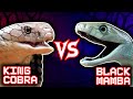 37💥Venomous Snakes Battle | +Aardvark vs Anteater winner