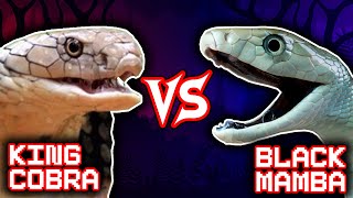 37Venomous Snakes Battle | +Aardvark vs Anteater winner