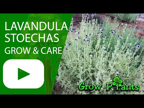 Lavandula stoechas – grow & care (French lavender)