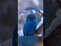 Incredible blue owl 🤯 #shorts #owl #nature