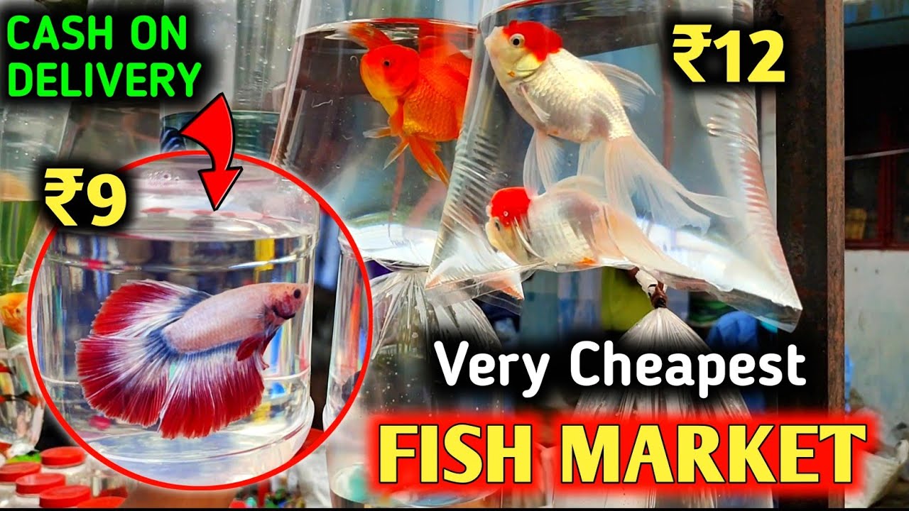 CHEAPEST AQUARIUM FISH MARKET GALIFF STREET FISH MARKET IN KOLKATA