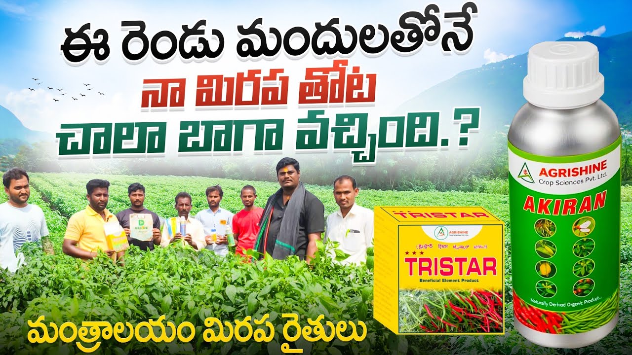 మిరప లో ఈ రెండు మందులు కొట్టినకే పండాకు ఎరుపు కొమ్మ కుళ్ళుడు పోయి క్రాప్ సెట్టింగ్ అయింది.? Akiran 