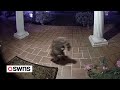 Hilarious doorbell footage shows raccoon walking on its front legs  swns