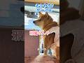 だまされない柴犬 #柴犬スティーブ #コーギー