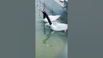 القران الكريم جمال صوت يدخل القلب