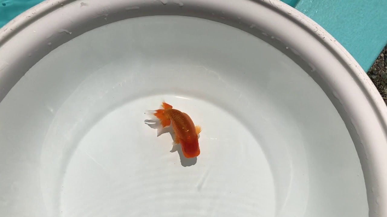 camera iphone 8 plus apk NO,1567