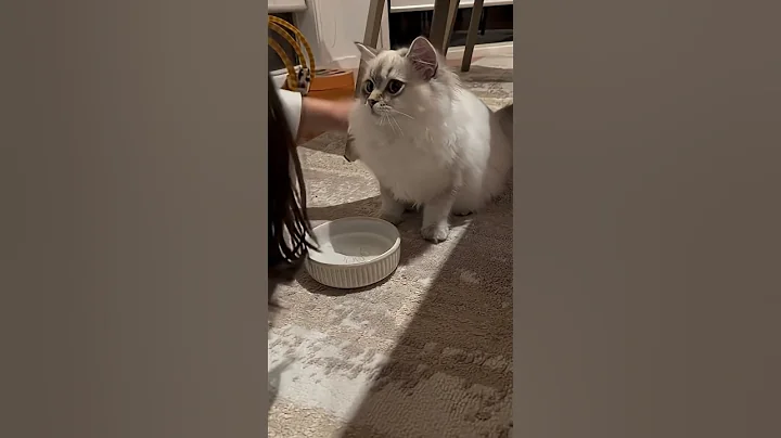 Watch the video about British Long Hair cat stunning shinning gorgeous cute amazing charming beautiful