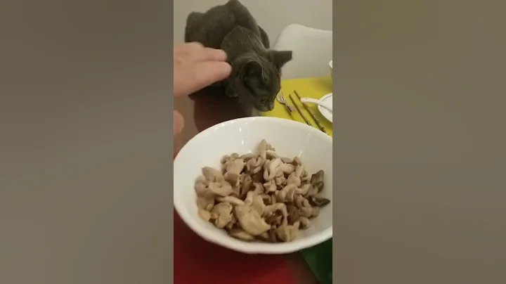 Watch the video about Bubbles the cat peeks over the table. Whats for dinner? Russian Blue. kucing Pls Subscribe.