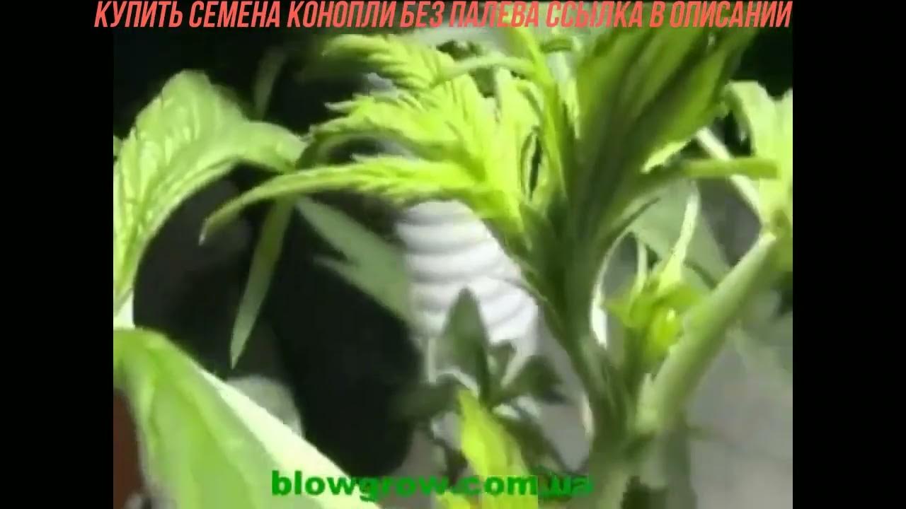 Как определить Пол Конопли быстро - YouTube