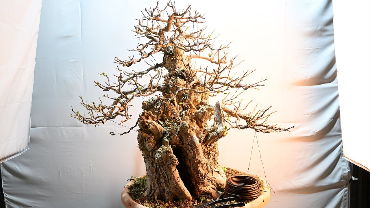 Bouganville | Bonsai da albero grezzo | Shoshin-En Bonsai Nursery 