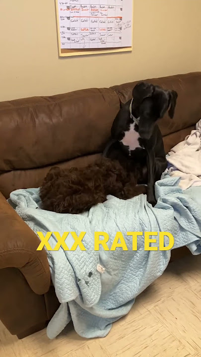 XXX RATED -— Doggy Porn - Willow & Puddin Playing Around..  jk #itisandiamit