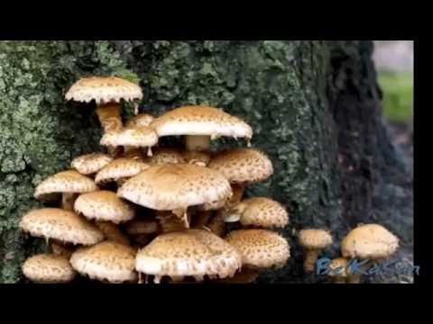 Грибы Чешуйчатки обыкновенные в лесу. Как растут.