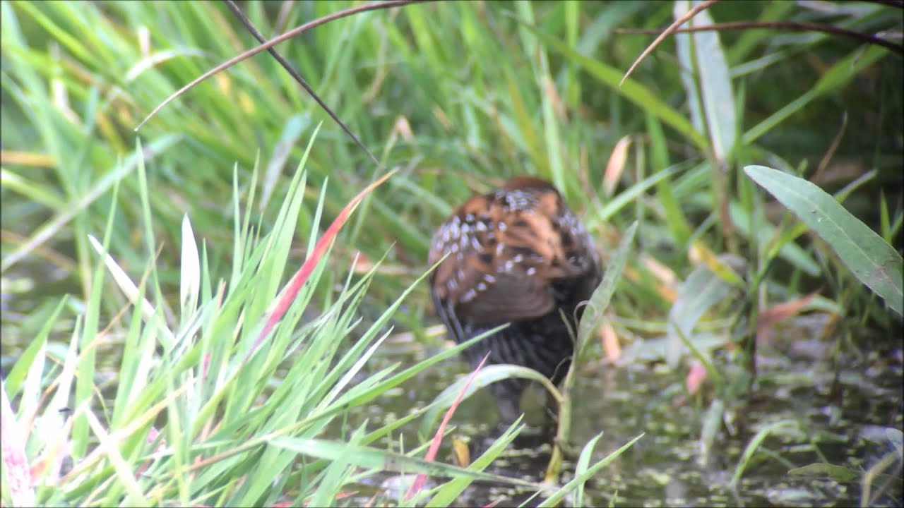Kleinst Waterhoen / Baillon's Crake / Porzana pusilla @ Onnerpolder 20