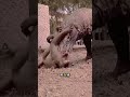 超免疫システムを持つ致命的なハンター
