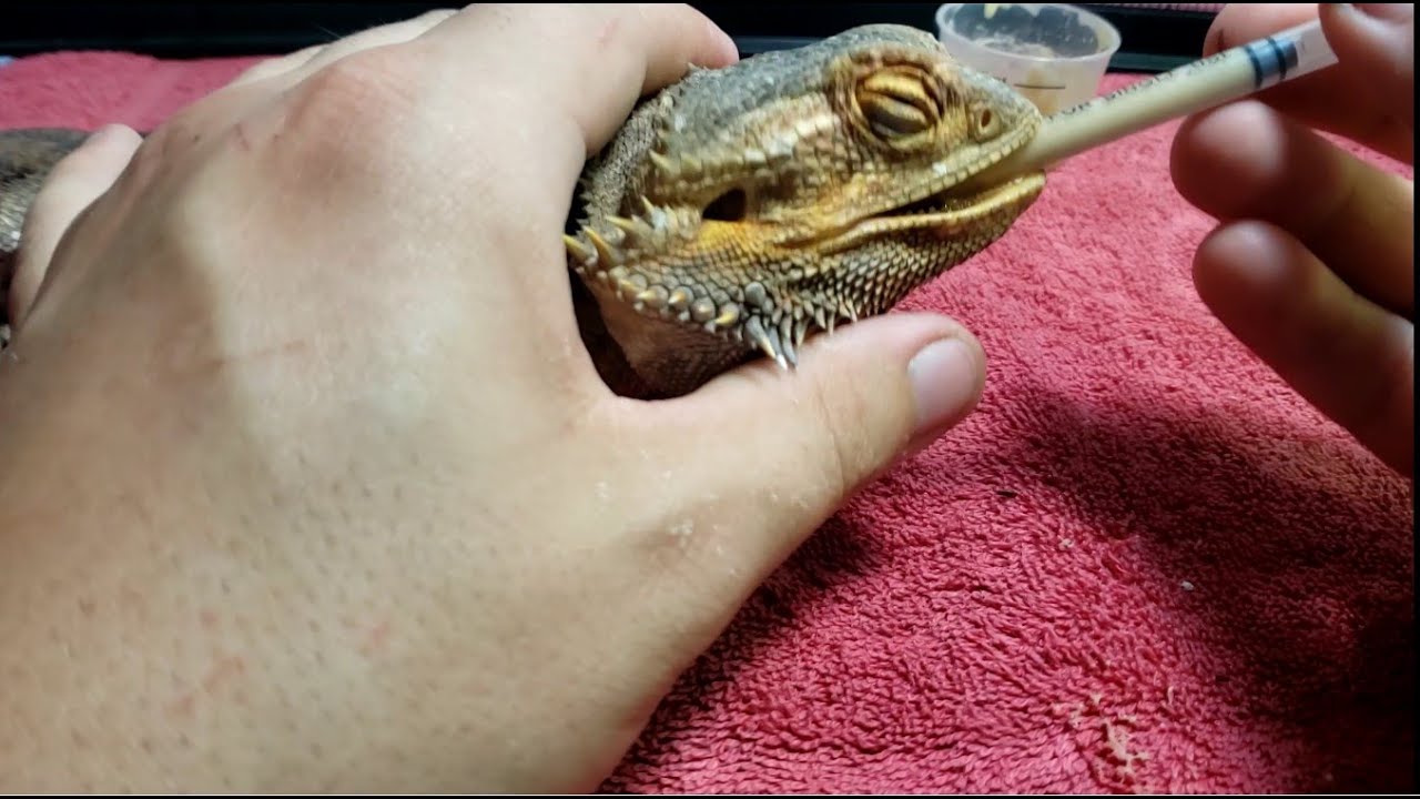 Neglected Dying Bearded Dragon RESCUE Day 2 Part 2 Tube Syringe