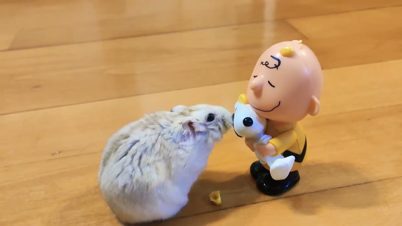 Day 210: 🌻 Charlie Brown & Snoopy  🍀 visiting Pudding Hamster 🐹