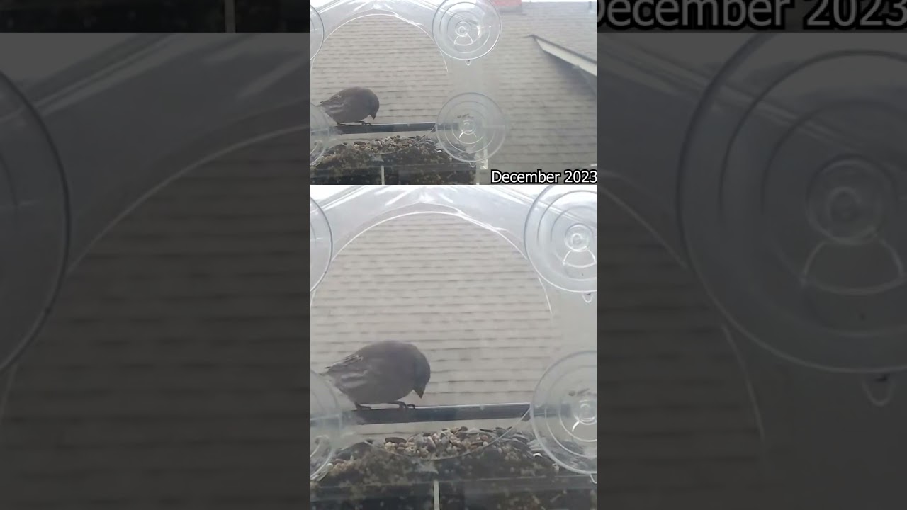Tranquil Palouse Birdwatching Retreat | Window Feeder Serenity