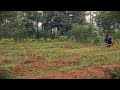 Satisfying Harvest: Pulling Massive Onions by Hand #RuralAgriculture #TraditionalFarming