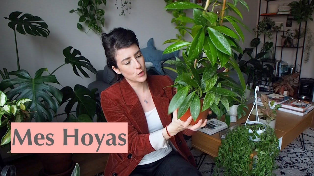 Les Hoyas - Entretien & Collection