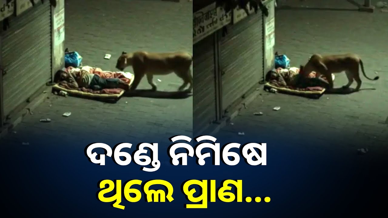 ନିଘୋଡ଼ ନିଦରେ ଶୋଇଥିଲେ ବ୍ୟକ୍ତି, ପାଖରେ ଆସି ପହଁଚିଲା ସିଂହ ଆଉ ତା ପରେ…