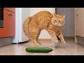 CATS: Crazy Antics and Unstoppable Chaos