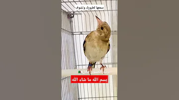 جان مقنين الله يبارك ما شاء الله والقوة والكمال لله سبحانه وتعالى 