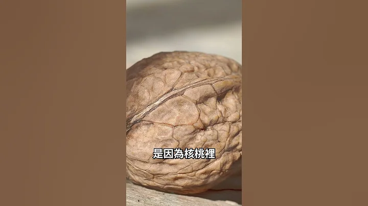吃核桃補腦的真相，不只是形狀相似的巧合 - 天天要聞