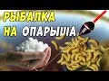 РЫБАЛКА НА ПОПЛАВОК. Елец,голавль,плотва на СЛАДКОГО ОПАРЫША в Августе